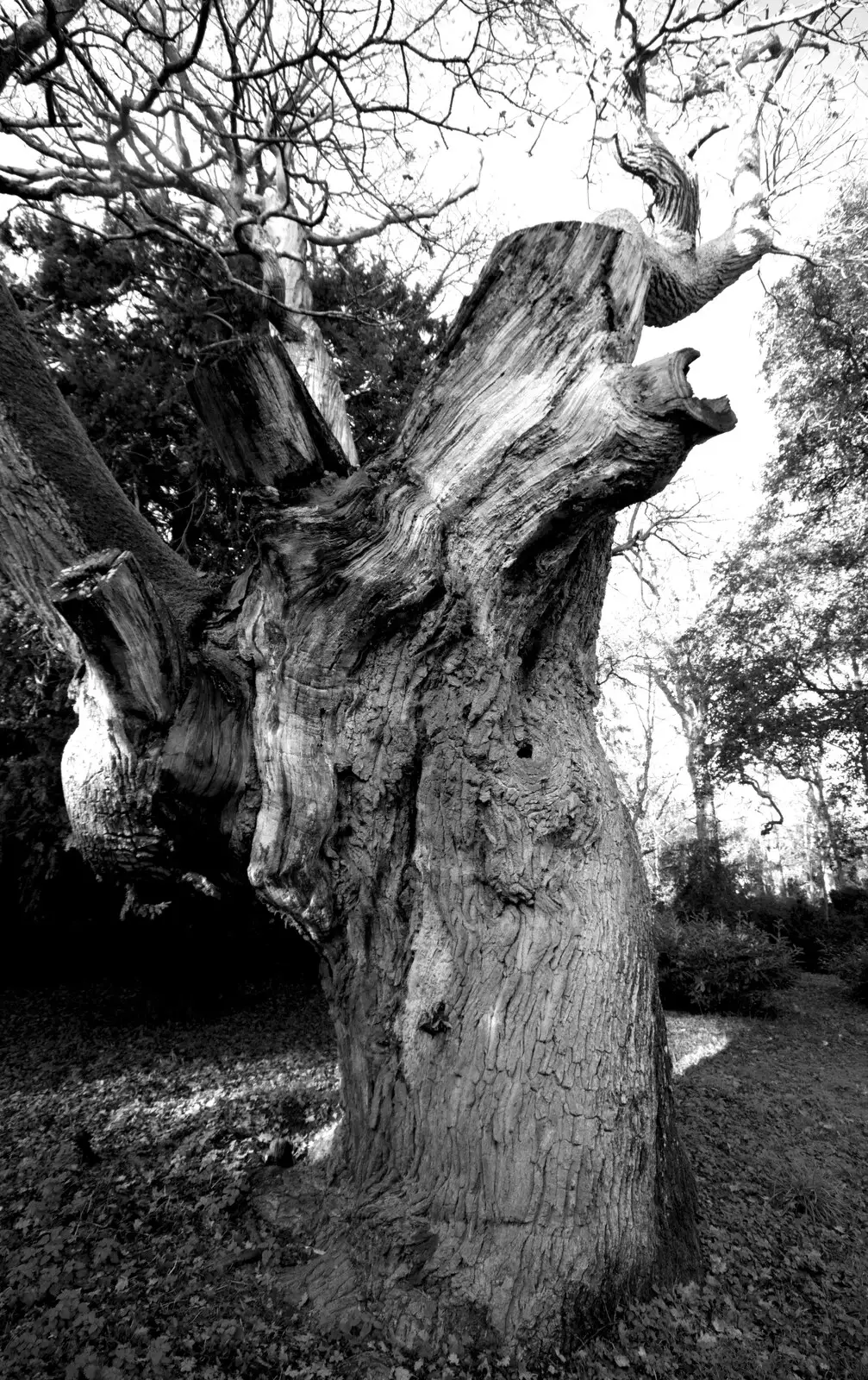 A twisty tree stump, from The Tiles of Ickworth House, Horringer, Suffolk - 30th November 2019