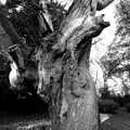 A twisty tree stump, The Tiles of Ickworth House, Horringer, Suffolk - 30th November 2019