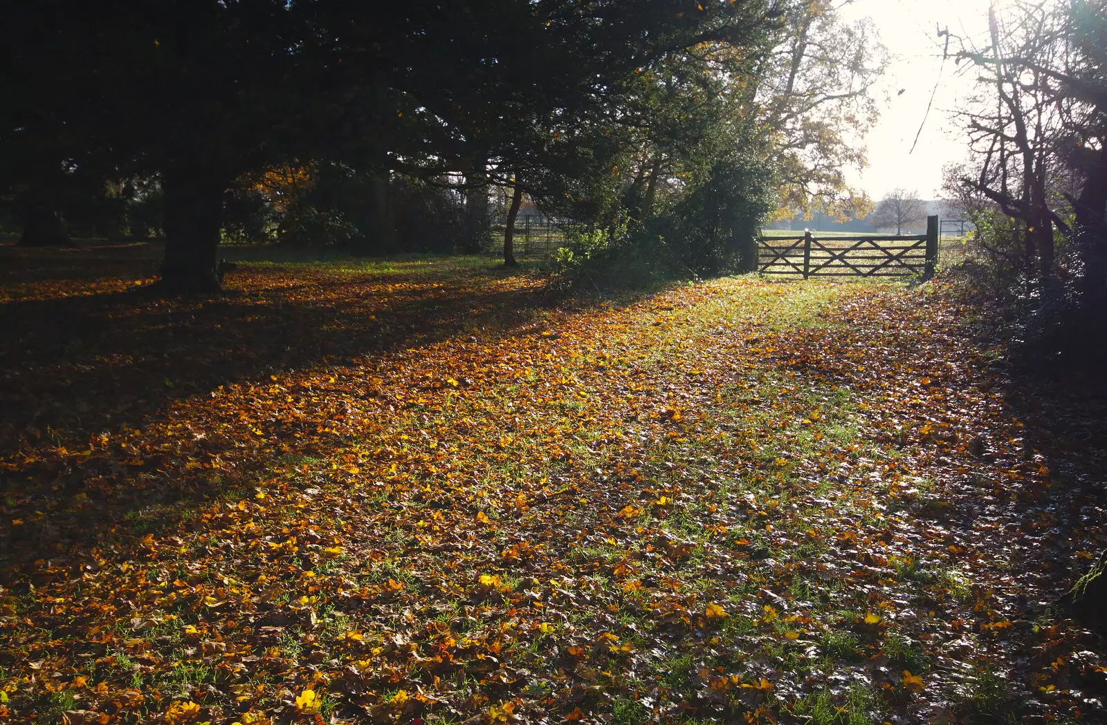 A carpet of autumn, picked out by the low sun, from The Tiles of Ickworth House, Horringer, Suffolk - 30th November 2019