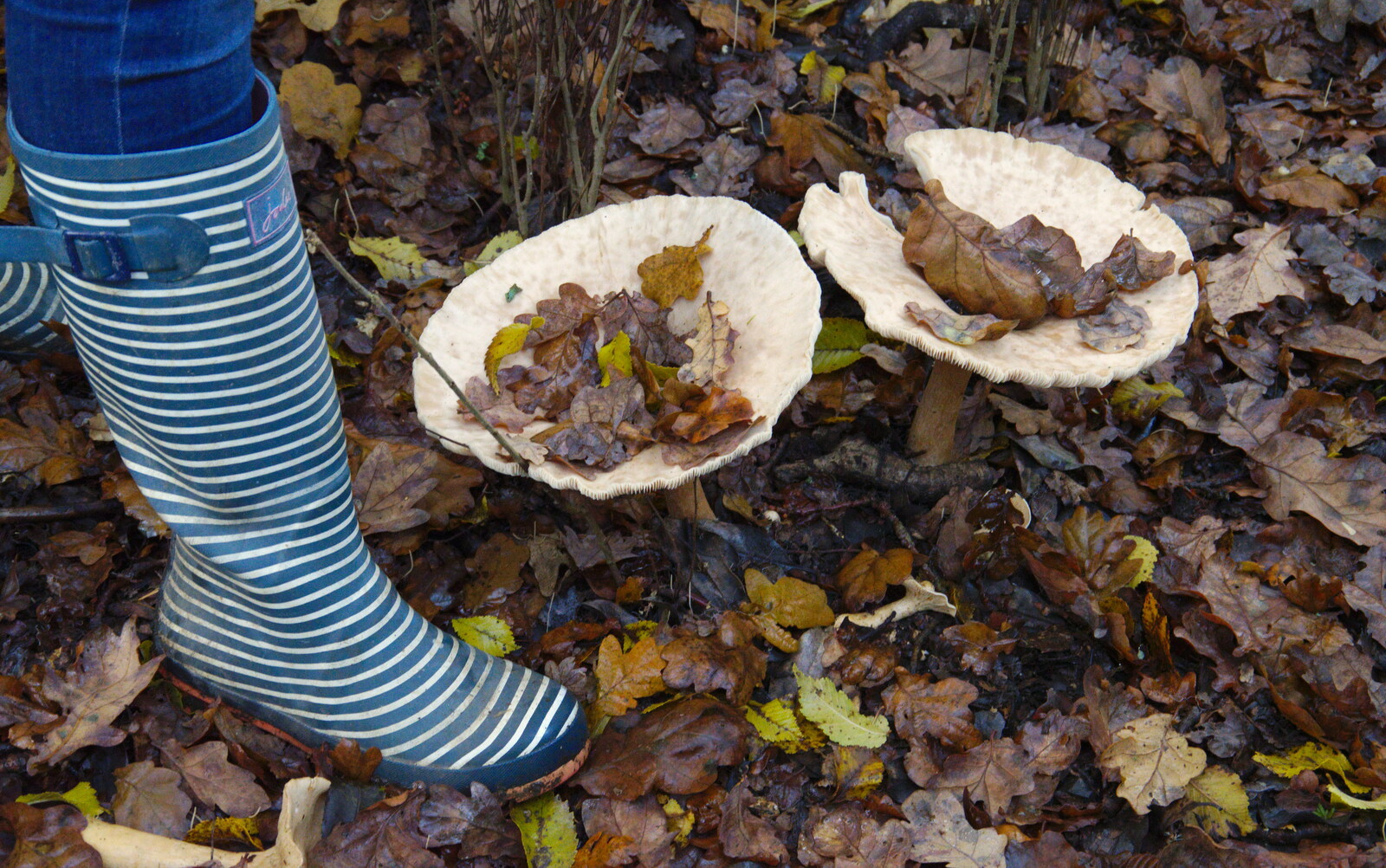 We find some huge mushrooms off the path from The Tiles of Ickworth House, Horringer, Suffolk - 30th November 2019