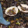 We find some huge mushrooms off the path, The Tiles of Ickworth House, Horringer, Suffolk - 30th November 2019