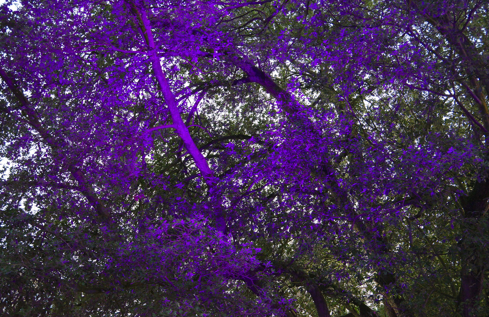 A tree is lit up in purple from The Tiles of Ickworth House, Horringer, Suffolk - 30th November 2019