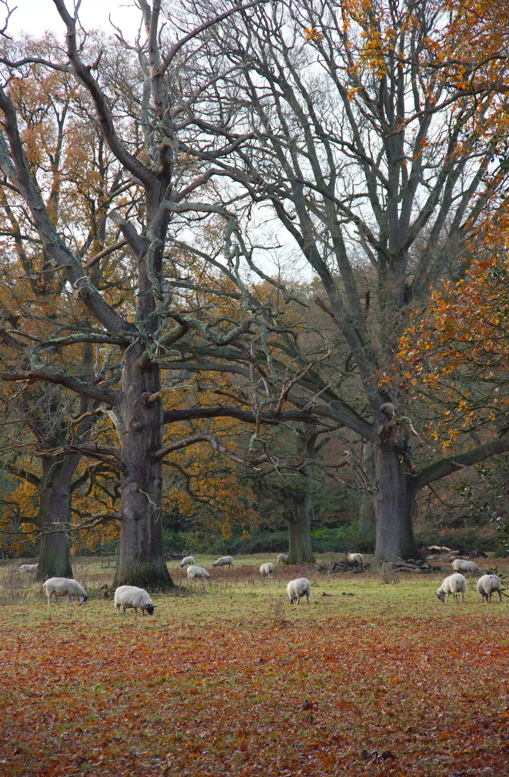 Sheep graze in an autumn scene, from The Tiles of Ickworth House, Horringer, Suffolk - 30th November 2019