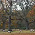 Sheep graze in an autumn scene, The Tiles of Ickworth House, Horringer, Suffolk - 30th November 2019