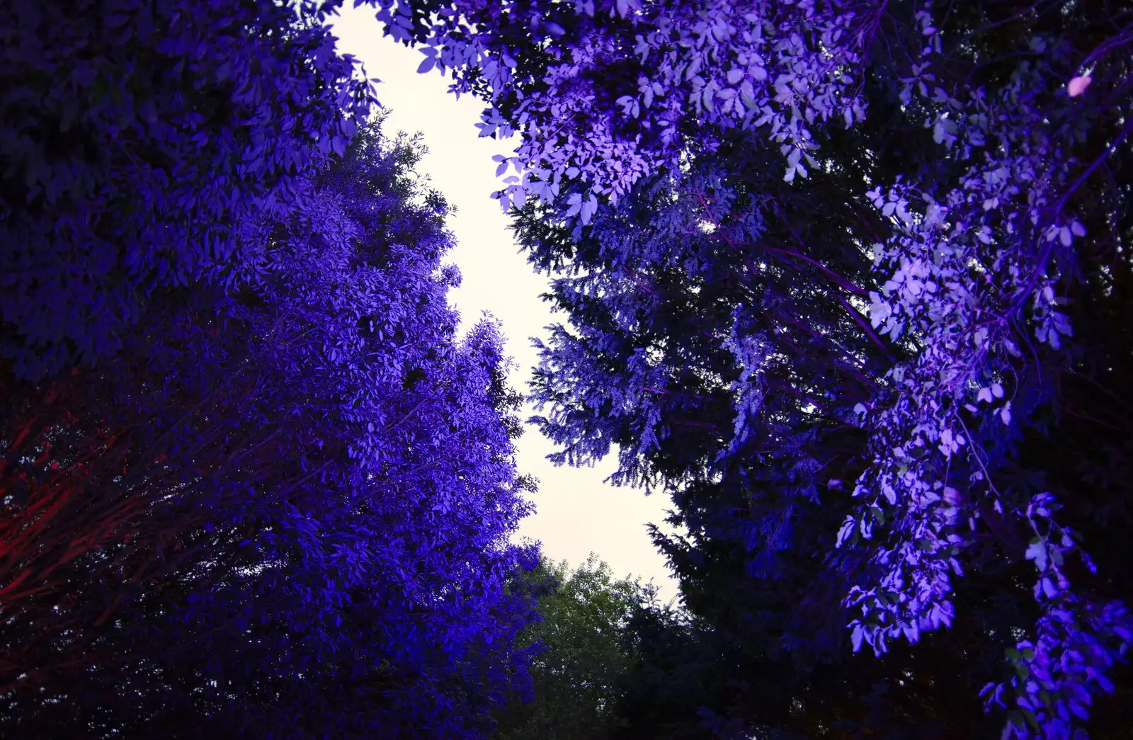 More purple trees, from The Tiles of Ickworth House, Horringer, Suffolk - 30th November 2019