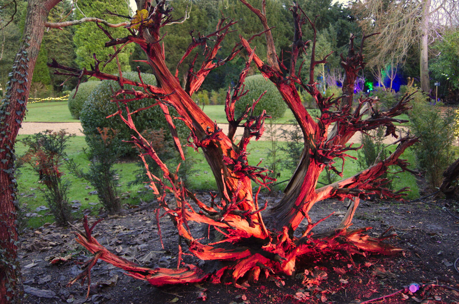 A tree stump is lit up in red from The Tiles of Ickworth House, Horringer, Suffolk - 30th November 2019
