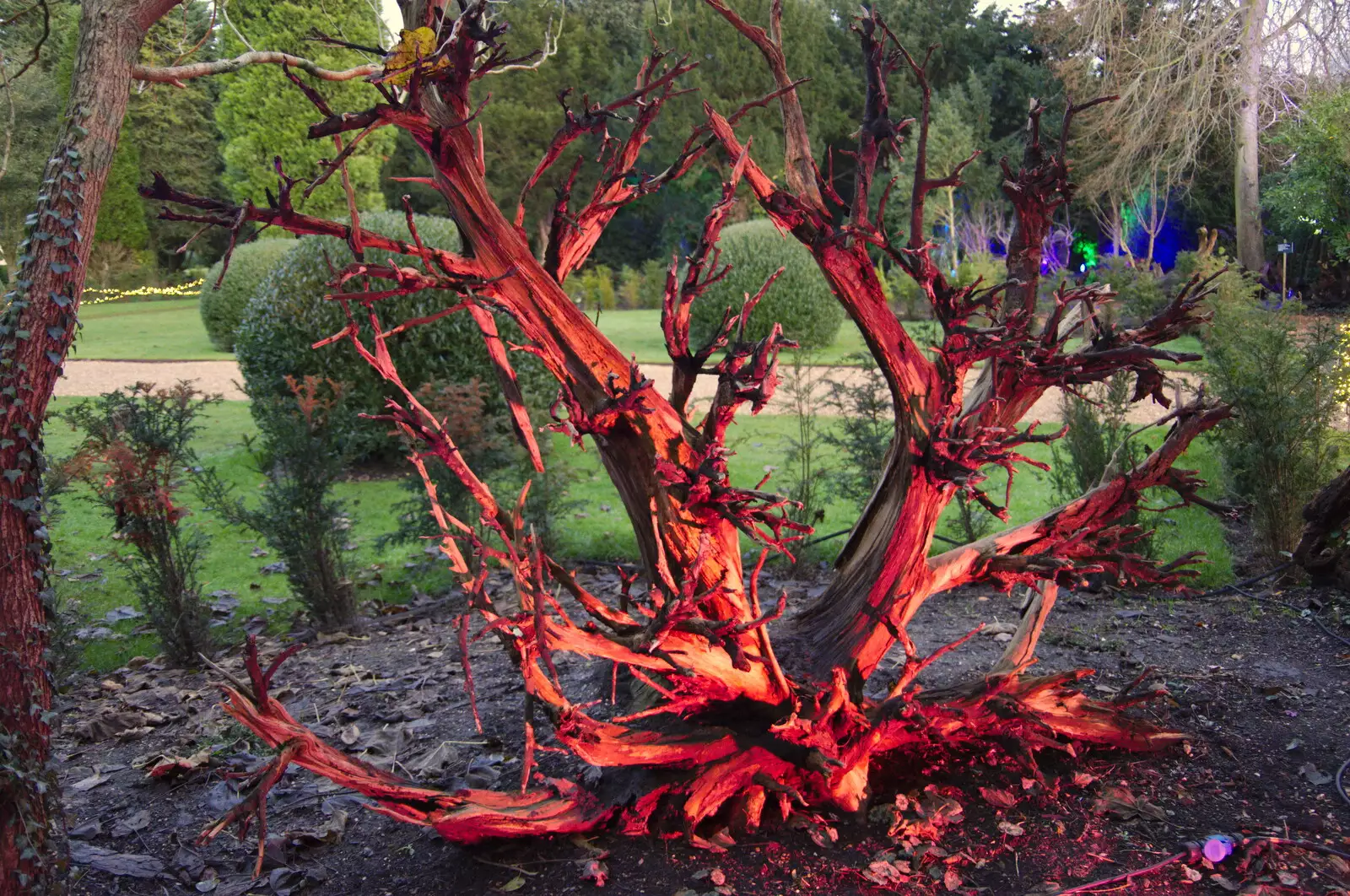 A tree stump is lit up in red, from The Tiles of Ickworth House, Horringer, Suffolk - 30th November 2019