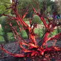 A tree stump is lit up in red, The Tiles of Ickworth House, Horringer, Suffolk - 30th November 2019