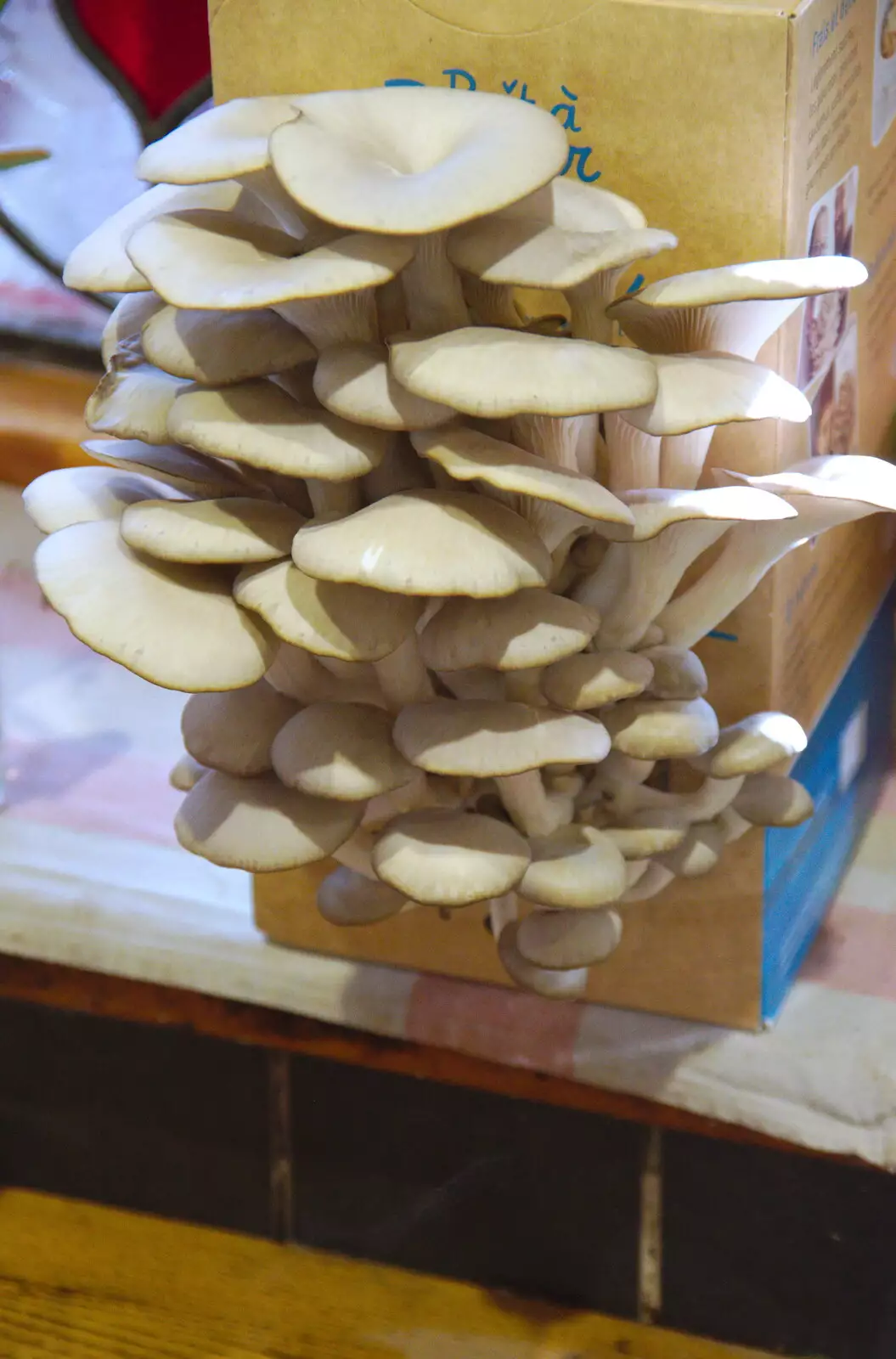 Isobel's home-grown mushrooms are ready to eat, from Pizza Express and a School Quiz, Bury St. Edmunds and Eye, Suffolk - 30th November 2019