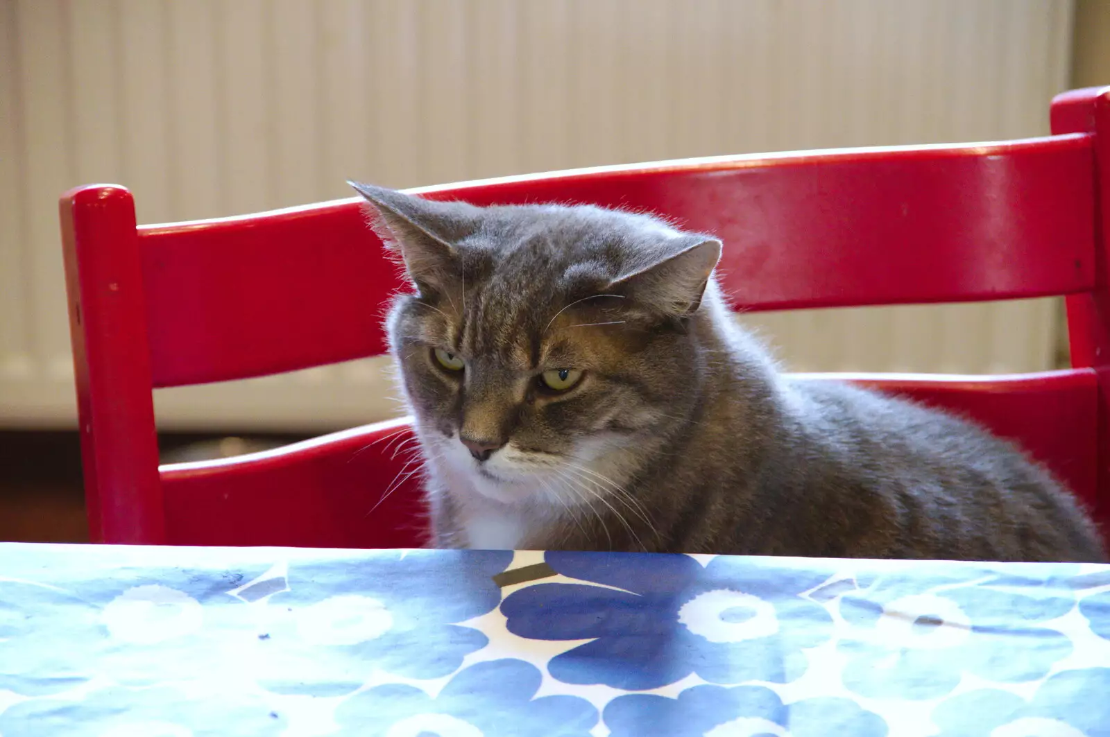 Boris - Stripey Cat - at the table, from Pizza Express and a School Quiz, Bury St. Edmunds and Eye, Suffolk - 30th November 2019