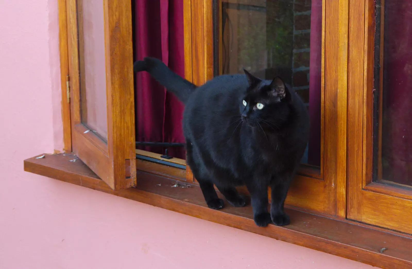 Millie the Mooch on a windowsill, from Pizza Express and a School Quiz, Bury St. Edmunds and Eye, Suffolk - 30th November 2019