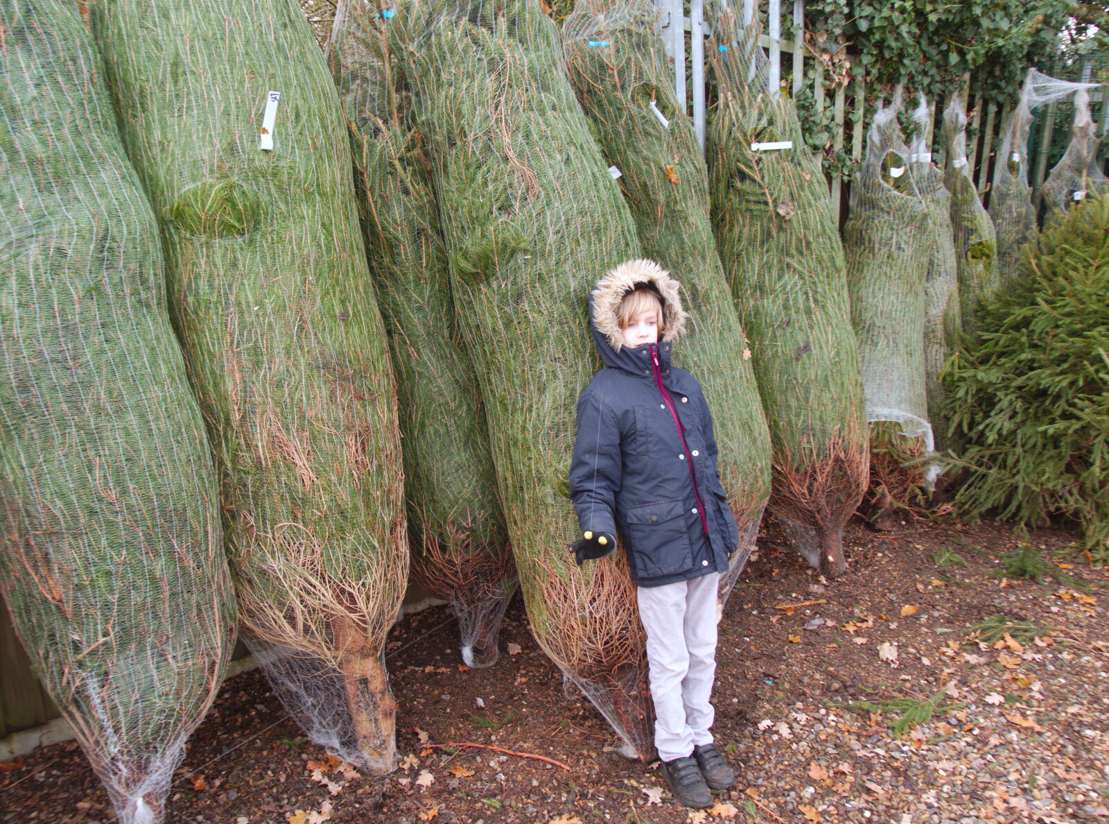 Harry leans on a tree from Norwich in Ninety, and Christmas Trees, Norwich and Diss - 8th December 2019