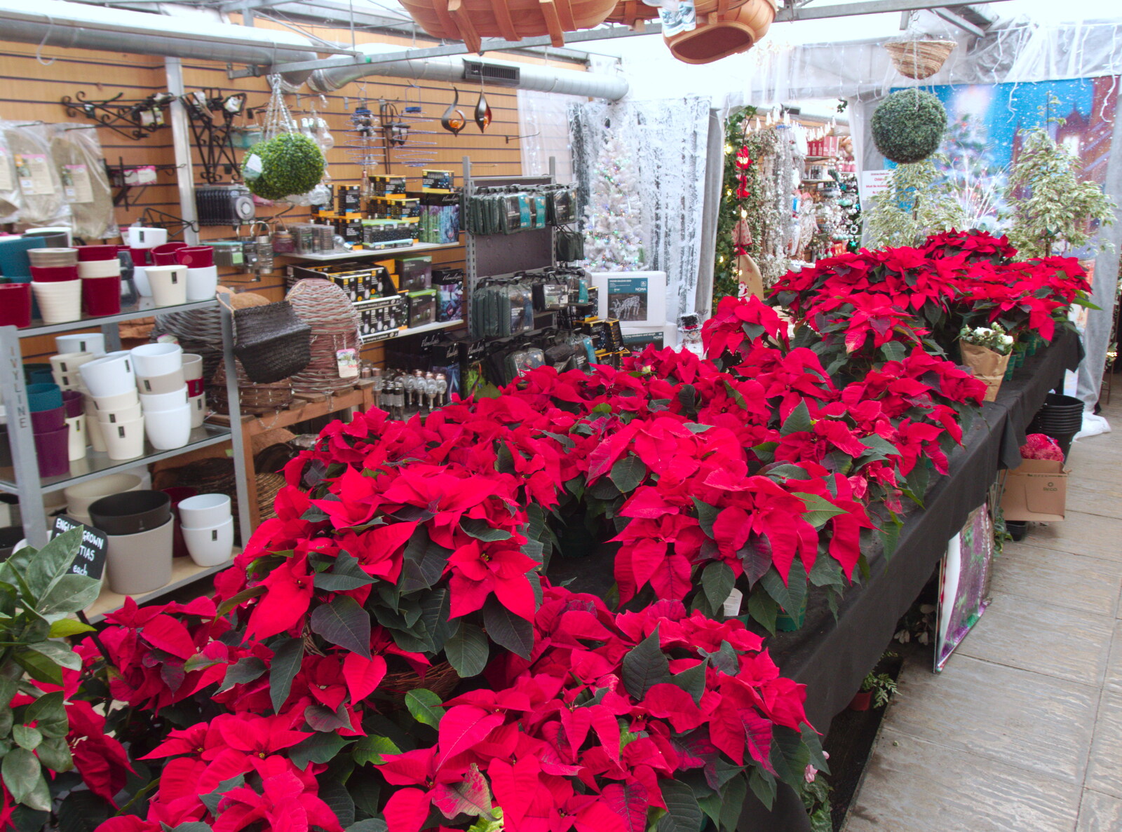 Poinsettias are also very Christmassy from Norwich in Ninety, and Christmas Trees, Norwich and Diss - 8th December 2019