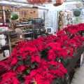 Poinsettias are also very Christmassy, Norwich in Ninety, and Christmas Trees, Norwich and Diss - 8th December 2019