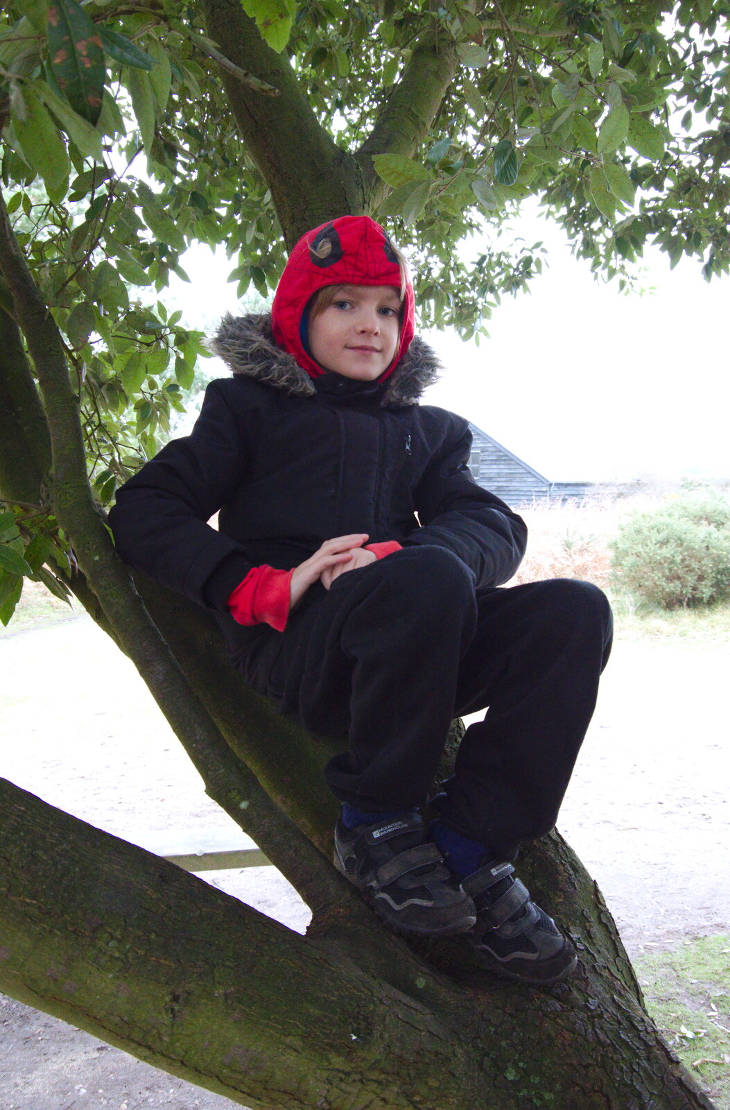 Harry up a tree from A Trip to the Beach, Dunwich Heath, Suffolk - 27th December 2019