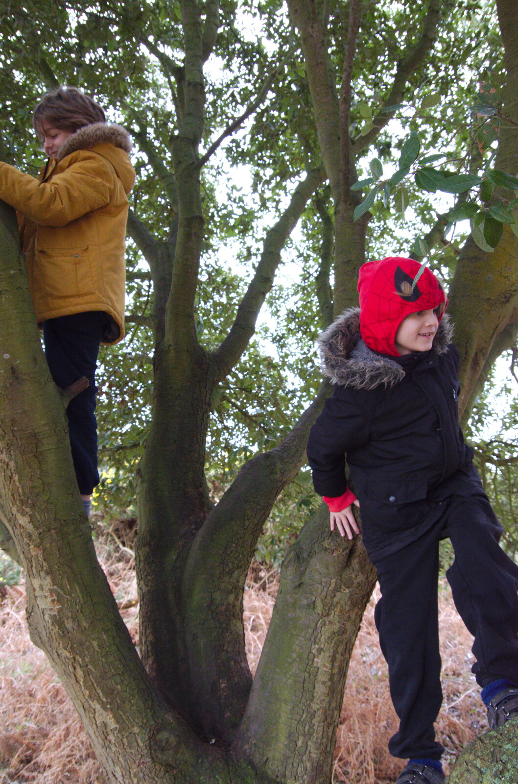 The boys find a climbey-tree from A Trip to the Beach, Dunwich Heath, Suffolk - 27th December 2019