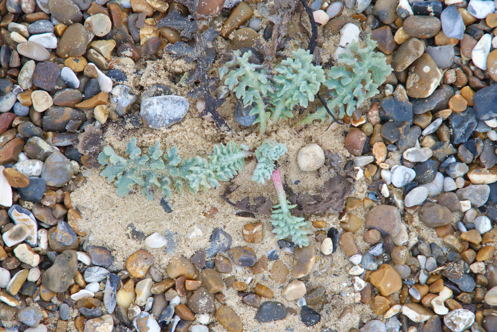 Some sort of sea plant from A Trip to the Beach, Dunwich Heath, Suffolk - 27th December 2019