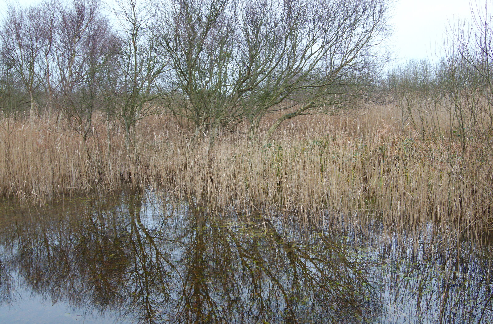 Trees reflected in a pond from A Trip to the Beach, Dunwich Heath, Suffolk - 27th December 2019