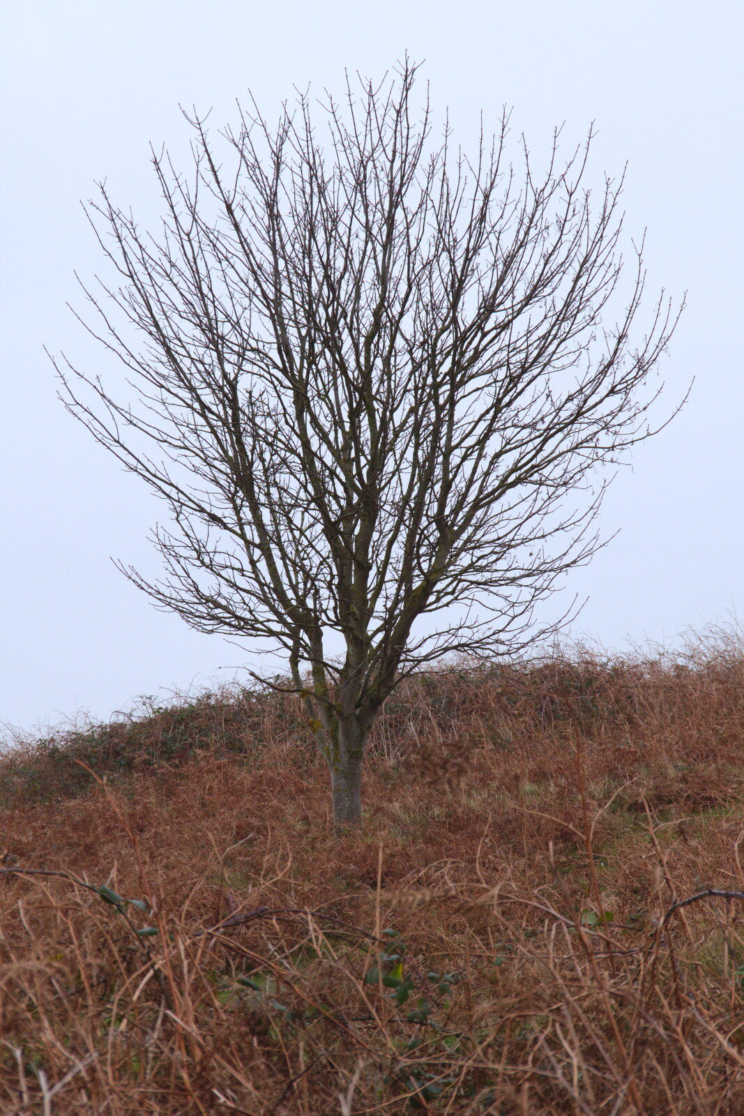 The lonely tree from A Trip to the Beach, Dunwich Heath, Suffolk - 27th December 2019
