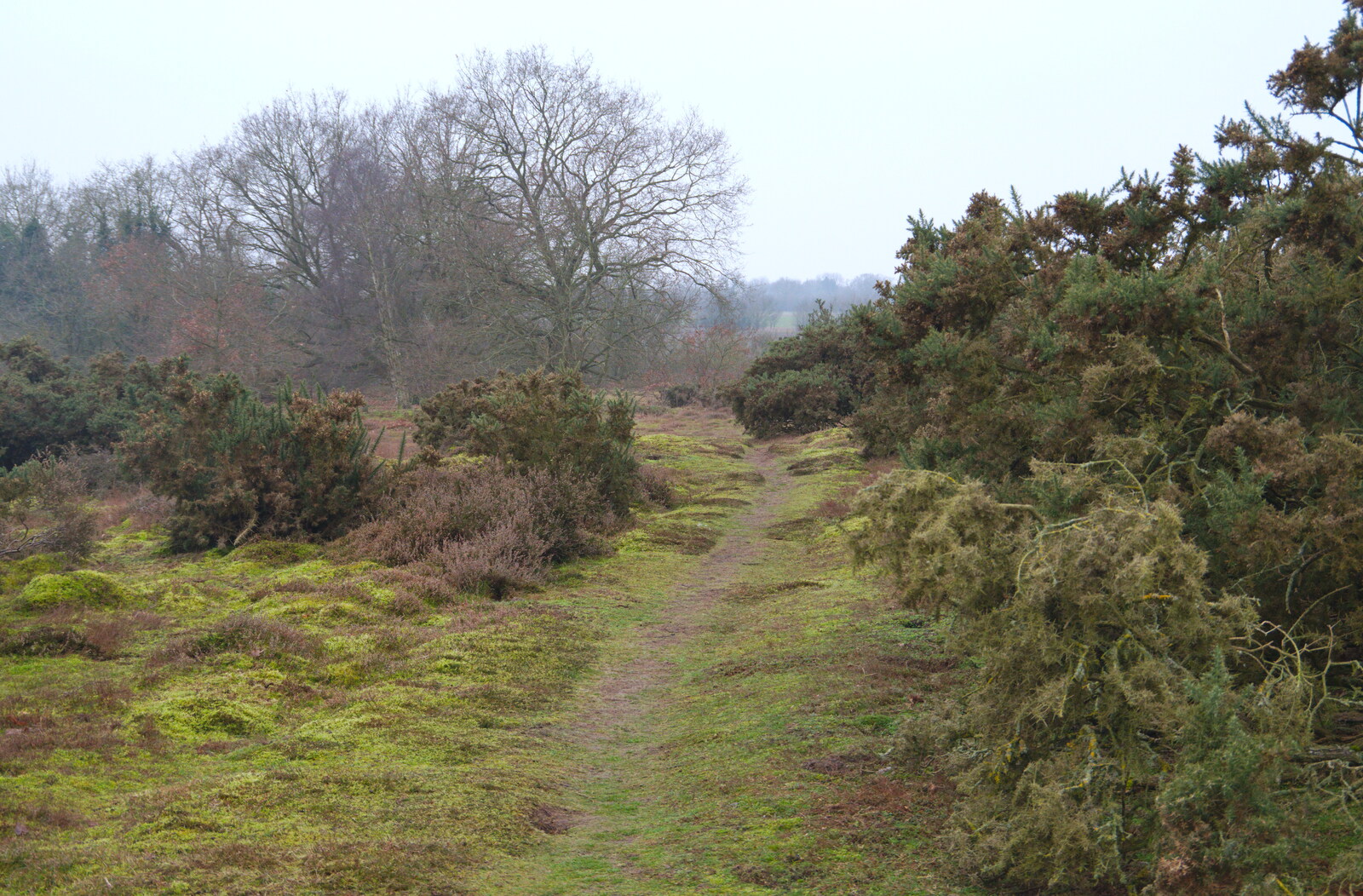 A path disappears into the Ling from New Year's Day on the Ling, Wortham, Suffolk - 1st January 2020