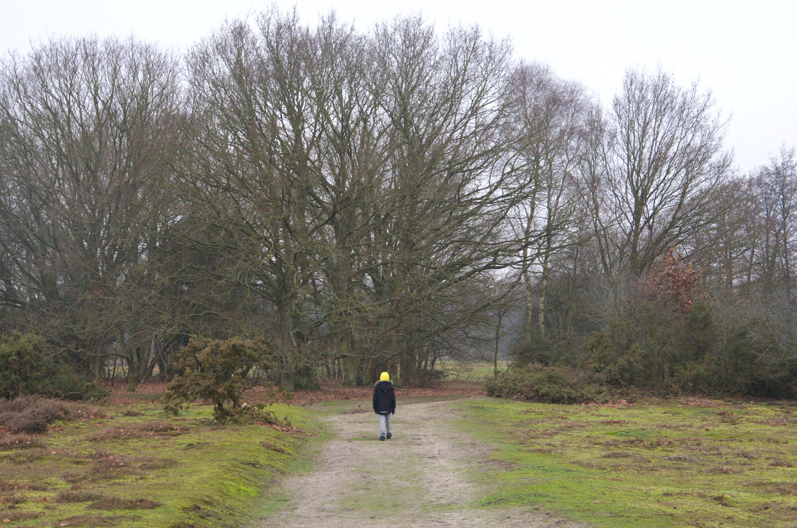 Harry is small in the landscape from New Year's Day on the Ling, Wortham, Suffolk - 1st January 2020