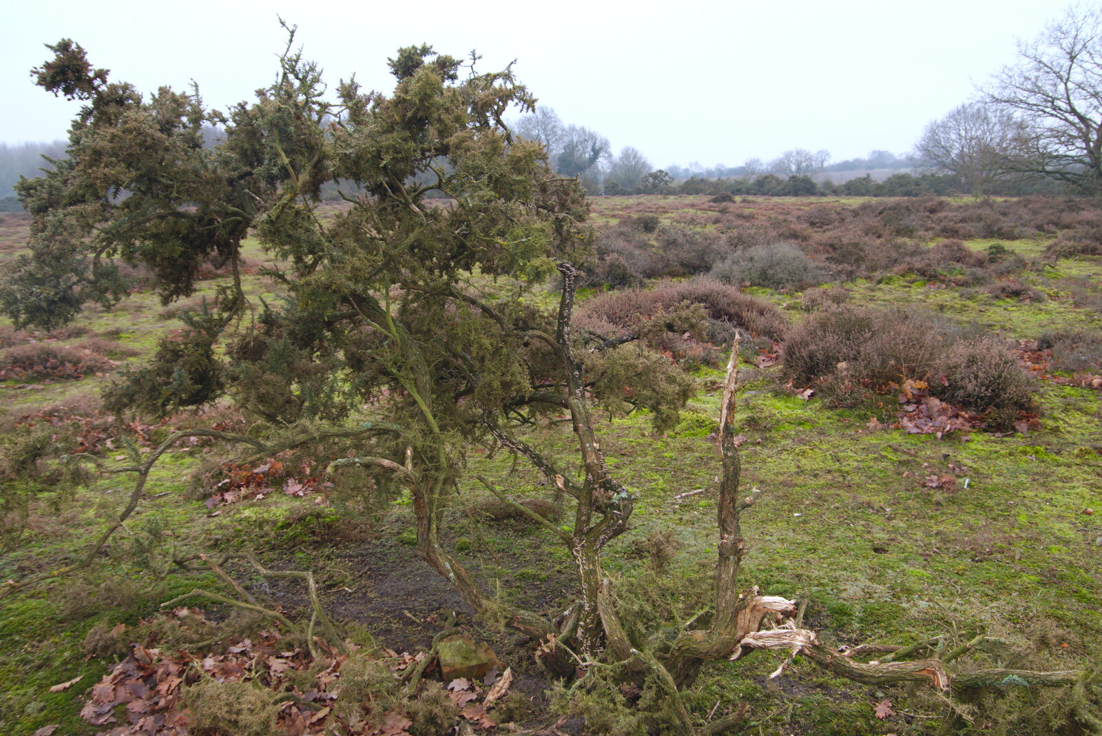 A ravaged gorse bush from New Year's Day on the Ling, Wortham, Suffolk - 1st January 2020