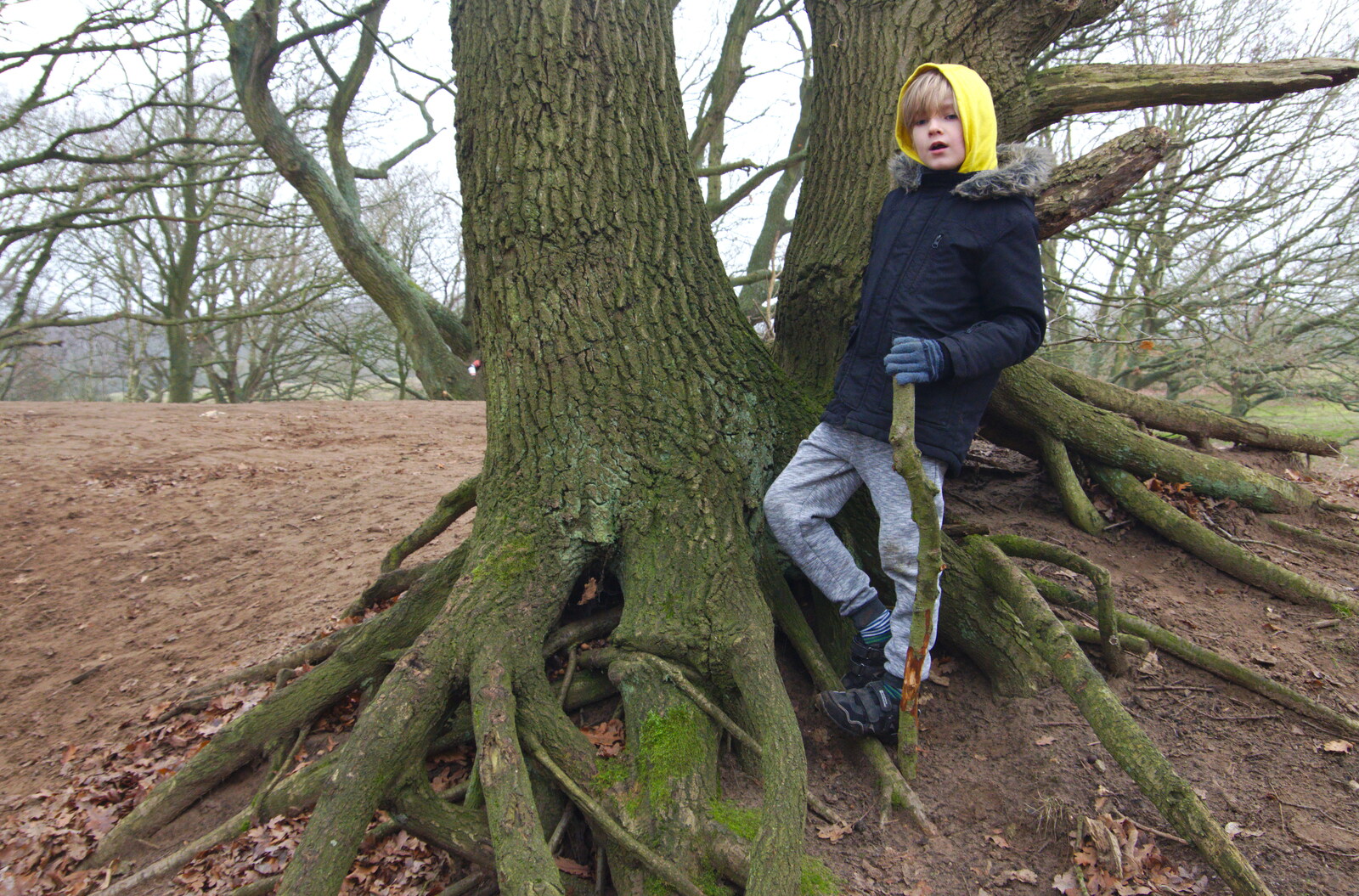 Harry observes from his tree-root base from New Year's Day on the Ling, Wortham, Suffolk - 1st January 2020