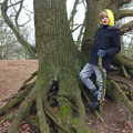 Harry observes from his tree-root base, New Year's Day on the Ling, Wortham, Suffolk - 1st January 2020