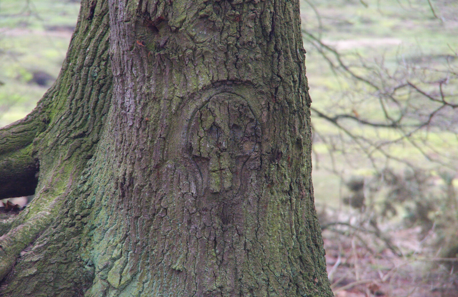 A skull has been carved into the tree bark from New Year's Day on the Ling, Wortham, Suffolk - 1st January 2020