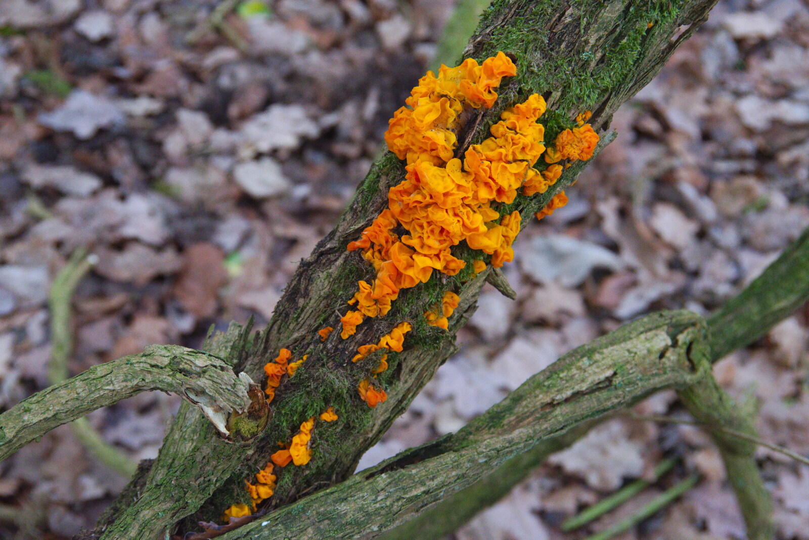 Some spectacularly-orange fungus on a tree from New Year's Day on the Ling, Wortham, Suffolk - 1st January 2020