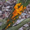 Some spectacularly-orange fungus on a tree, New Year's Day on the Ling, Wortham, Suffolk - 1st January 2020