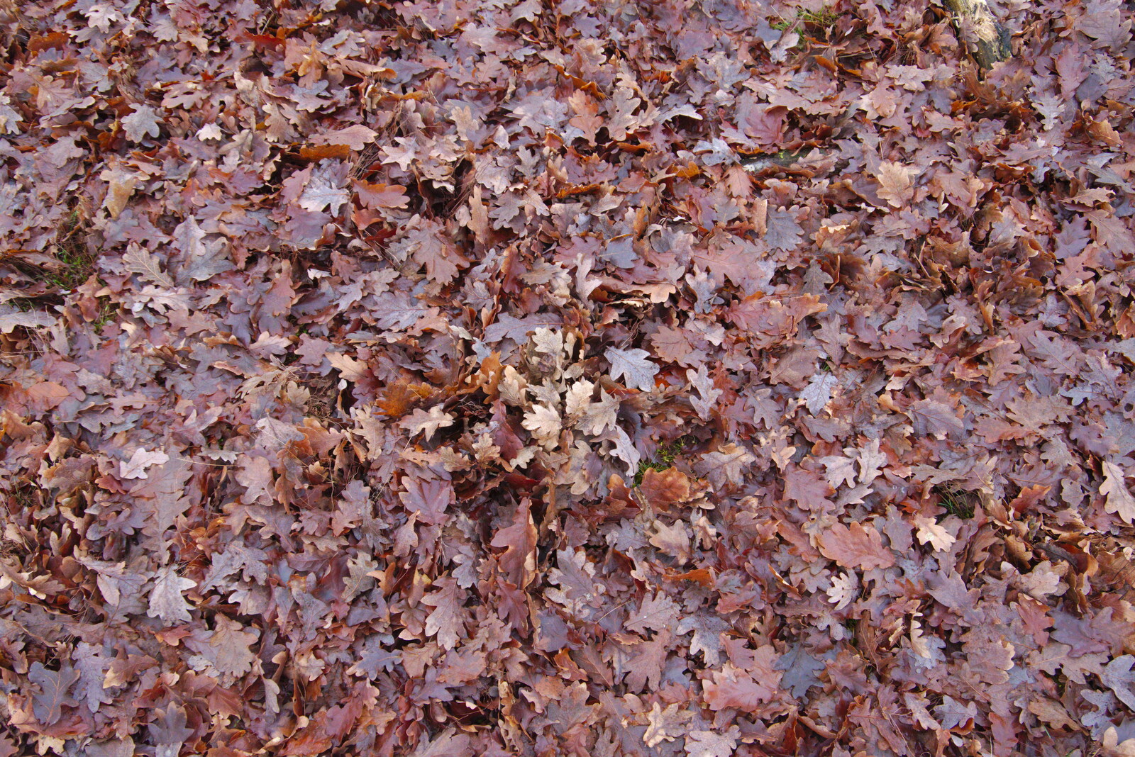 A carpet of oak leaves from New Year's Day on the Ling, Wortham, Suffolk - 1st January 2020