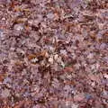 A carpet of oak leaves, New Year's Day on the Ling, Wortham, Suffolk - 1st January 2020