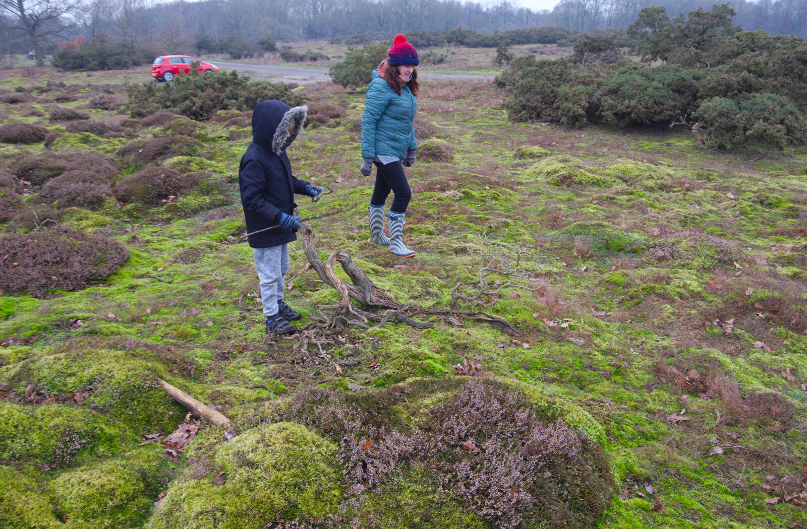 Harry investigates a gnarled gorse stump from New Year's Day on the Ling, Wortham, Suffolk - 1st January 2020
