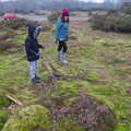 Harry investigates a gnarled gorse stump, New Year's Day on the Ling, Wortham, Suffolk - 1st January 2020