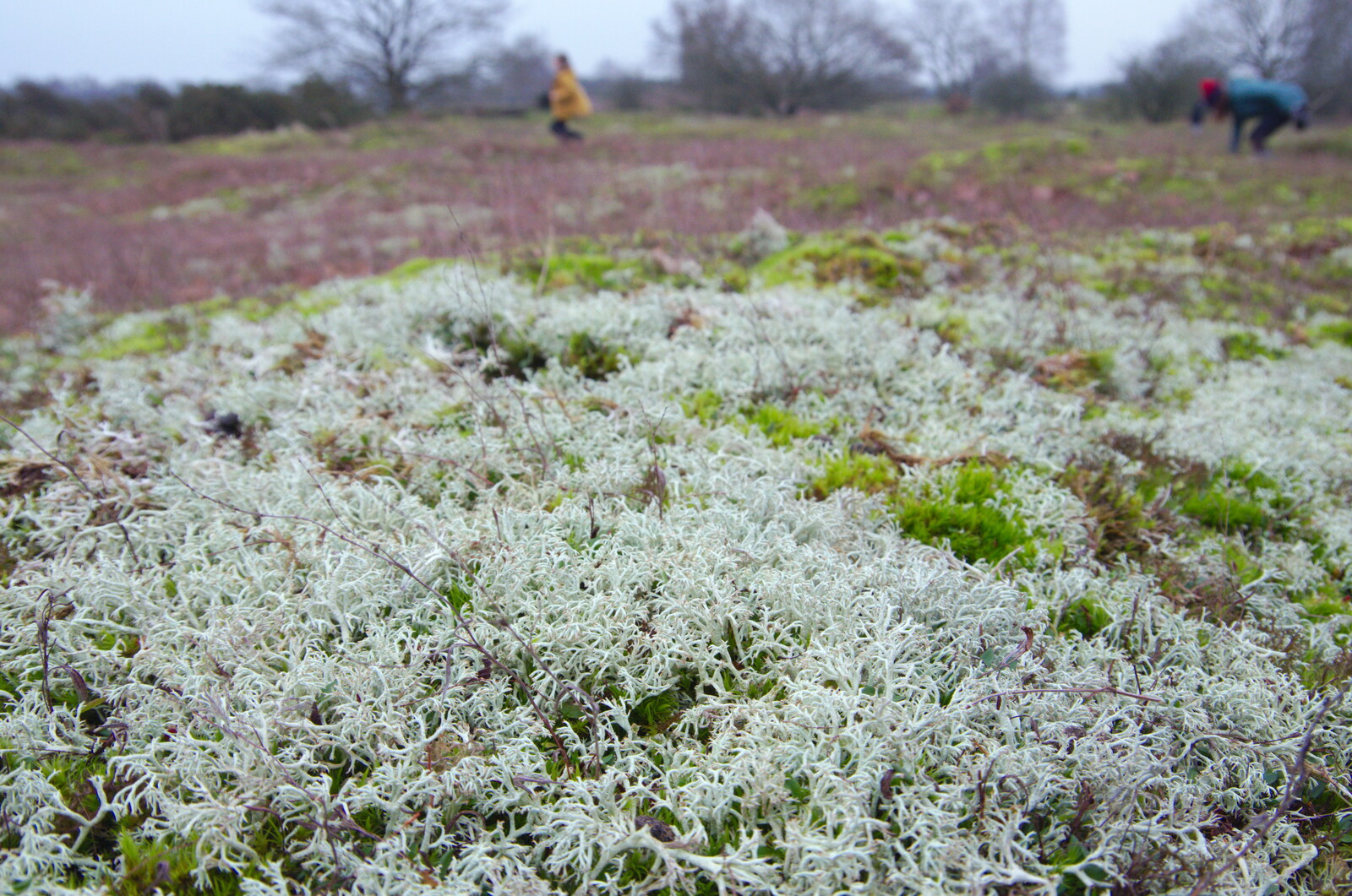 A bloom of lichen, like snow from New Year's Day on the Ling, Wortham, Suffolk - 1st January 2020
