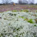 A bloom of lichen, like snow, New Year's Day on the Ling, Wortham, Suffolk - 1st January 2020