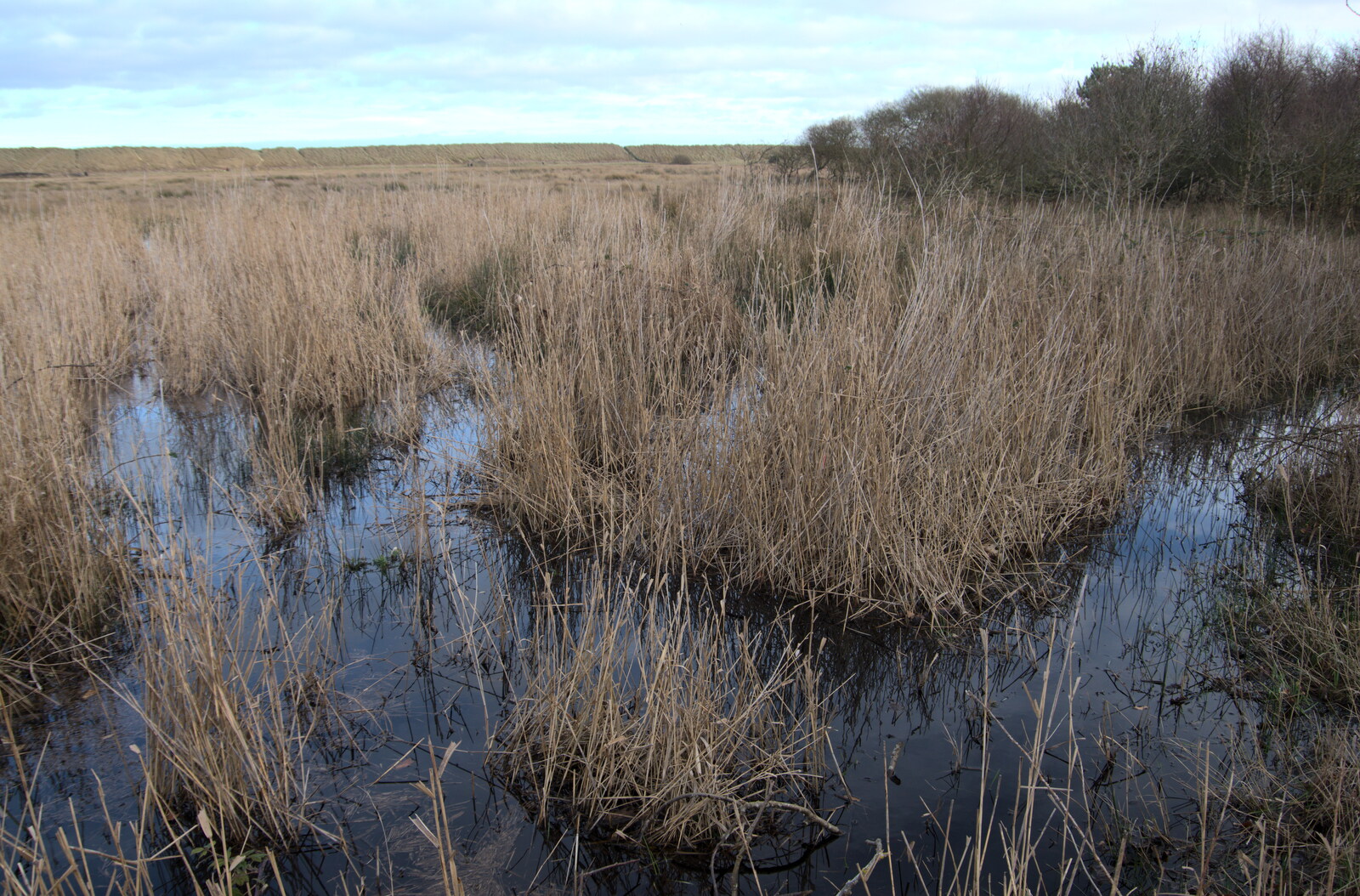 Flooded grasses from To See the Seals, Horsey Gap, Norfolk - 10th January 2020