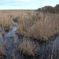Flooded grasses, To See the Seals, Horsey Gap, Norfolk - 10th January 2020