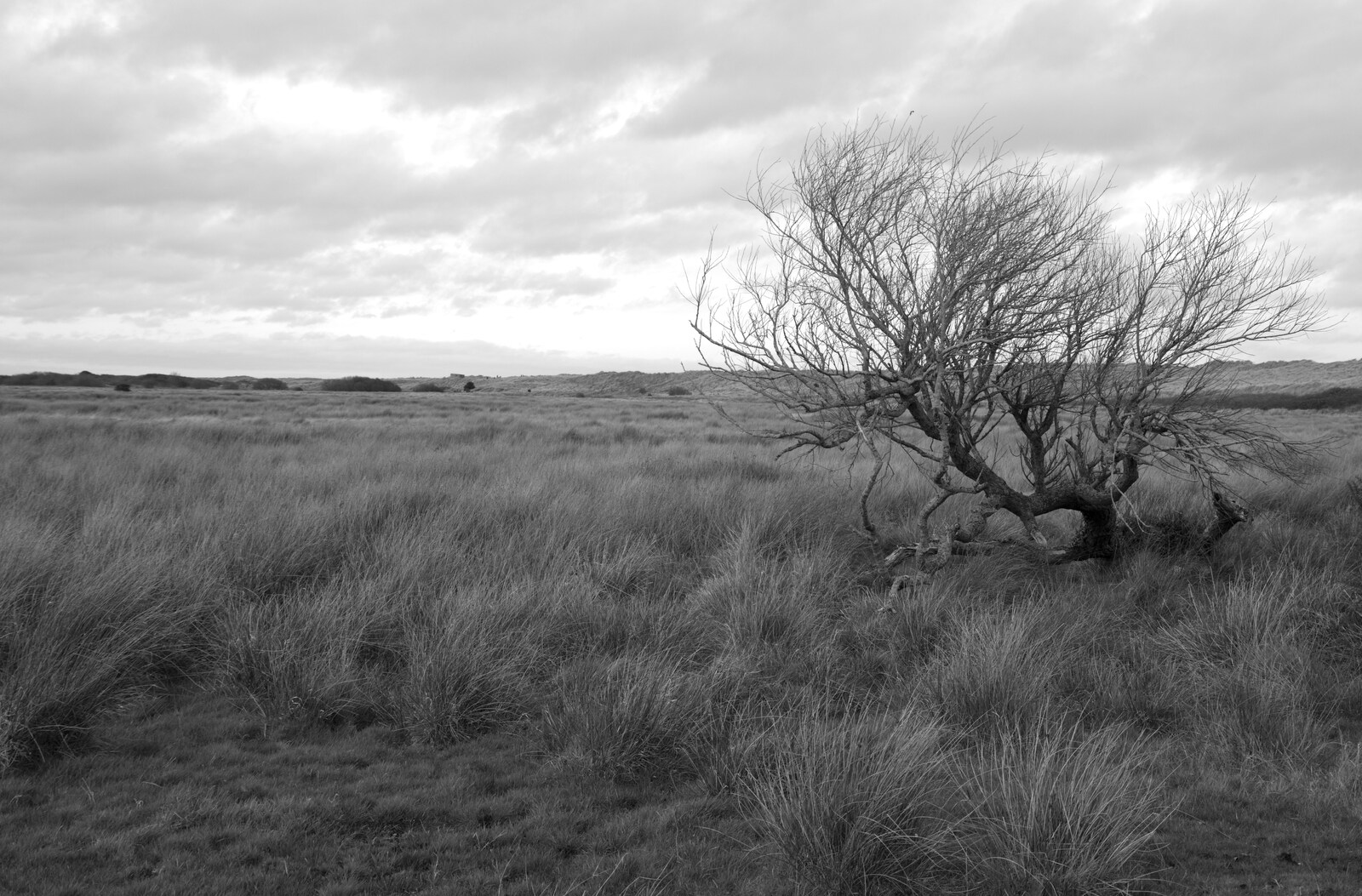 Wind-blown tree in the wilderness from To See the Seals, Horsey Gap, Norfolk - 10th January 2020