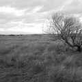Wind-blown tree in the wilderness, To See the Seals, Horsey Gap, Norfolk - 10th January 2020