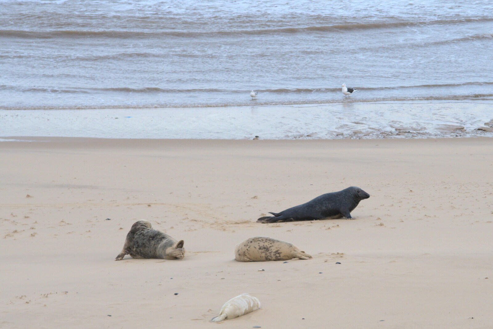 Some seals hang around from To See the Seals, Horsey Gap, Norfolk - 10th January 2020