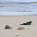 Some seals hang around, To See the Seals, Horsey Gap, Norfolk - 10th January 2020