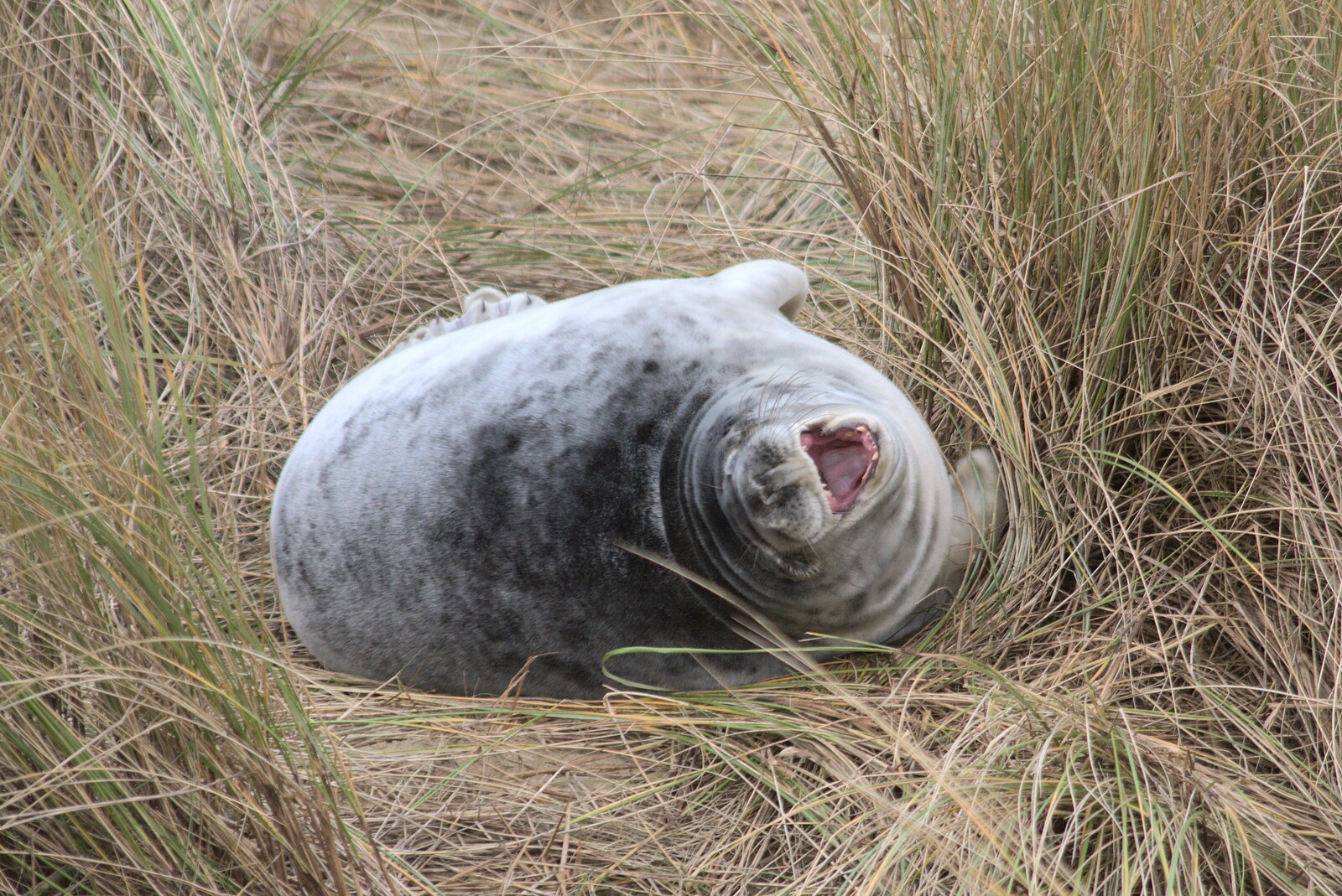 A baby seal, which the boys name 'ketchup' from To See the Seals, Horsey Gap, Norfolk - 10th January 2020