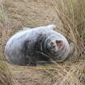 A baby seal, which the boys name 'ketchup', To See the Seals, Horsey Gap, Norfolk - 10th January 2020