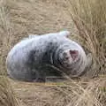 A baby seal, which the boys name 'ketchup', To See the Seals, Horsey Gap, Norfolk - 10th January 2020