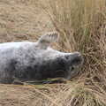 Ketchup waves a flipper, To See the Seals, Horsey Gap, Norfolk - 10th January 2020