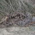 One of the seals that didn't make it this year, To See the Seals, Horsey Gap, Norfolk - 10th January 2020