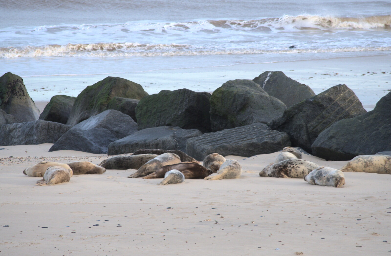 There's a larger group of seals near the rocks from To See the Seals, Horsey Gap, Norfolk - 10th January 2020