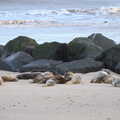 There's a larger group of seals near the rocks, To See the Seals, Horsey Gap, Norfolk - 10th January 2020